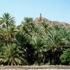 Middle of nowhere, Oman, september 1995. Rolleiflex 3.5 B, Kodak Gold 100. Oman was of vital strategic importance to the spice trade, and many forts still dot the landscape to this day. This one was snapped en route to Nizwa.