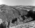 Black forest, 2000. Rolleiflex 2.8 C, Ilford SFX.